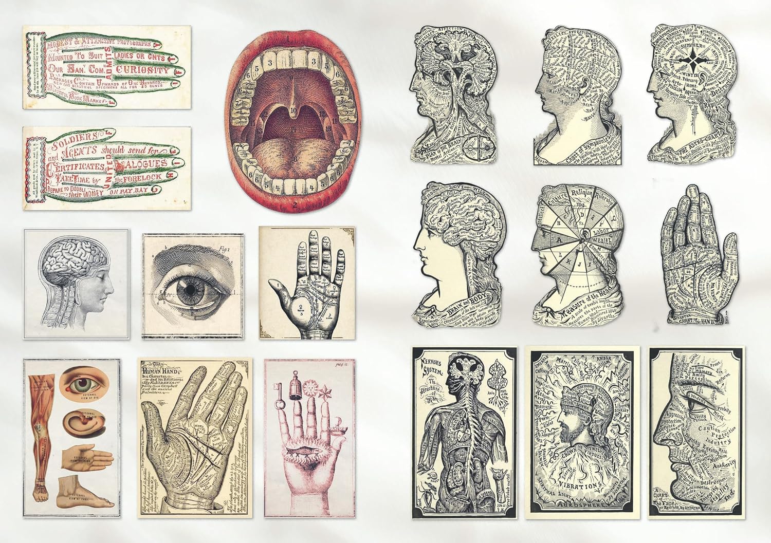 The Curious Collections Sticker Book- example pages of vintage human anatomy stickers
