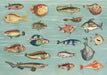 The Curious Collections Sticker Book- example pages of vintage fish stickers