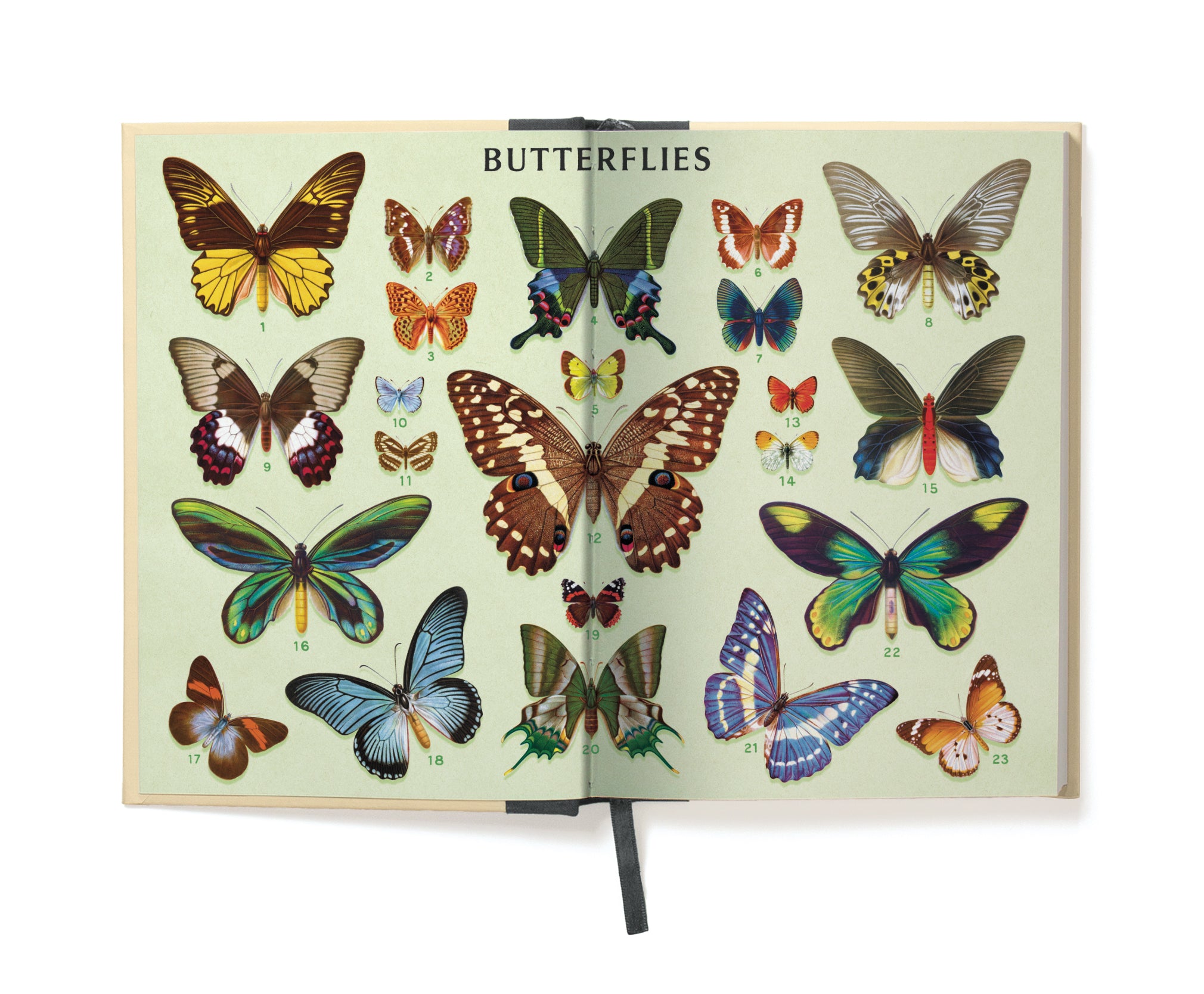 Butterflies Window Journal-Open book with illustrations of butterflies inside front cover on a white background