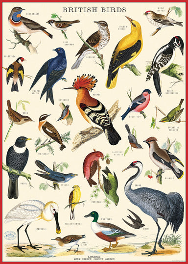 Cavallini & Co. British Birds Decorative Paper