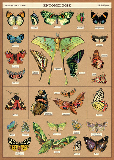 Cavallini & Co. Entomology Decorative Paper