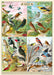 Cavallini & Co. Filed Guide to Birds Decorative Paper- groups of birds in four different seasons