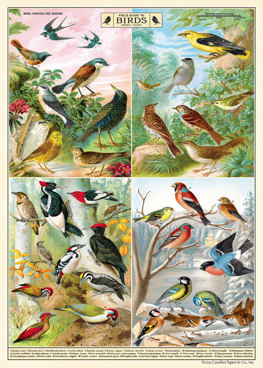Cavallini & Co. Filed Guide to Birds Decorative Paper- groups of birds in four different seasons