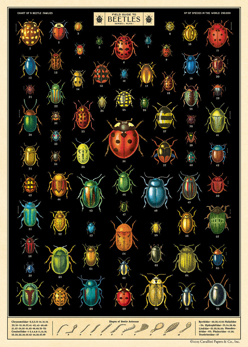 Cavallini & Co. Field Guide to Beetles Decorative Paper- illustrated chart of beetles with colorful depictions on a black background