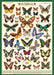 Cavallini & Co. Field Guide to Butterflies Decorative Paper- a vintage-style chart of butterflies with a green border