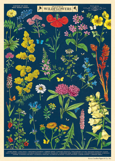 Cavallini & Co. Field Guide to Wildflowers Decorative Paper-Illustration of various wildflowers on a blue background