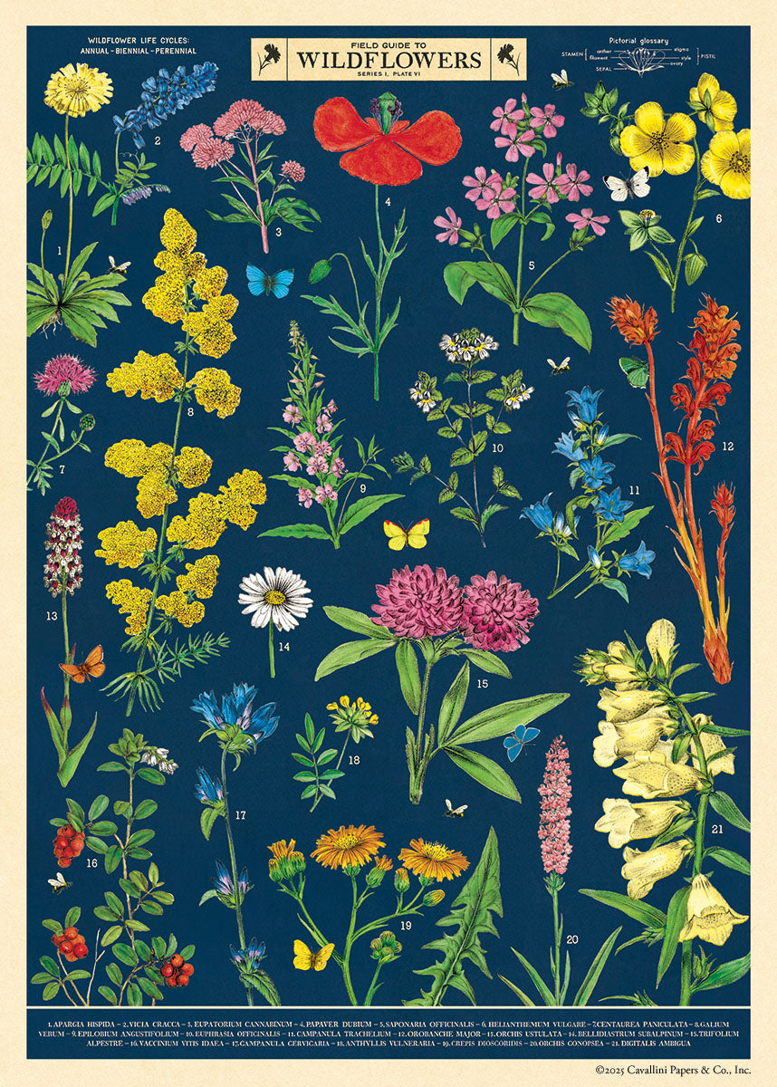 Cavallini & Co. Field Guide to Wildflowers Decorative Paper-Illustration of various wildflowers on a blue background