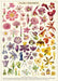 Cavallini & Co. Floral Specimens Decorative Paper