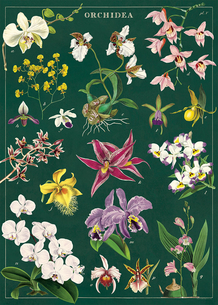 アート・デザイン・音楽 AN ILLUSTRATED TREASURY OF Orchids WRAP_ORCHID_1024x1024.jpg?v=
