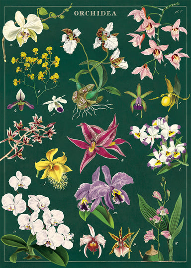 Cavallini & Co. Orchids Decorative Paper