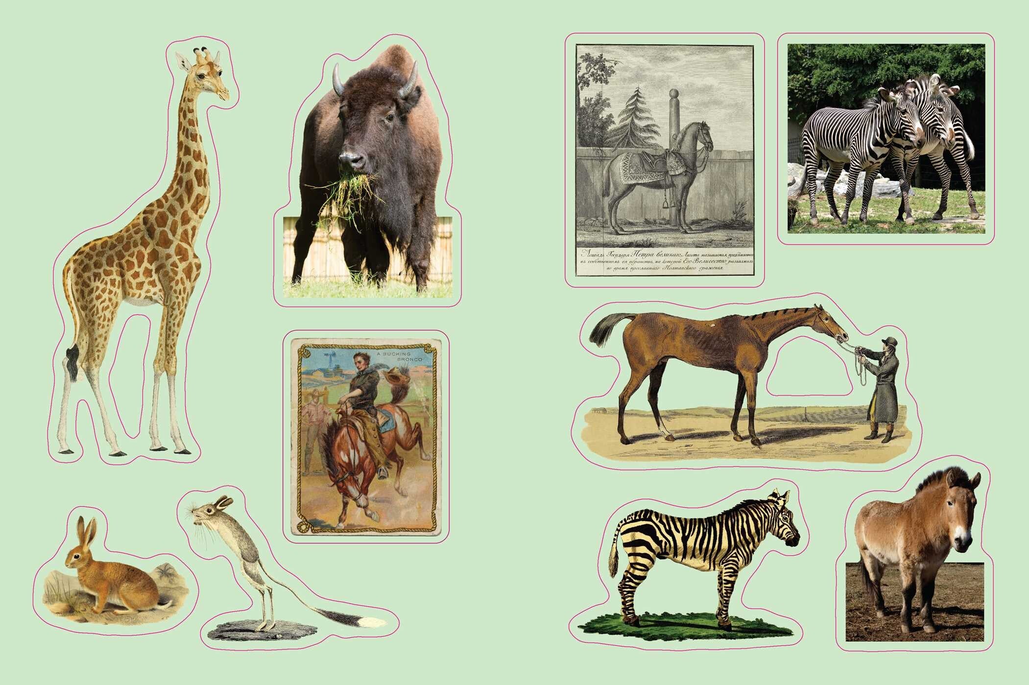 Sample page- a collection of vintage-style animal illustrations on a light green background
