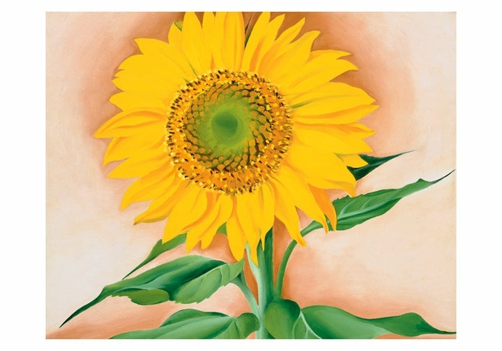 A Sunflower from Maggie Small Boxed Cards by Georgia O'Keeffe
