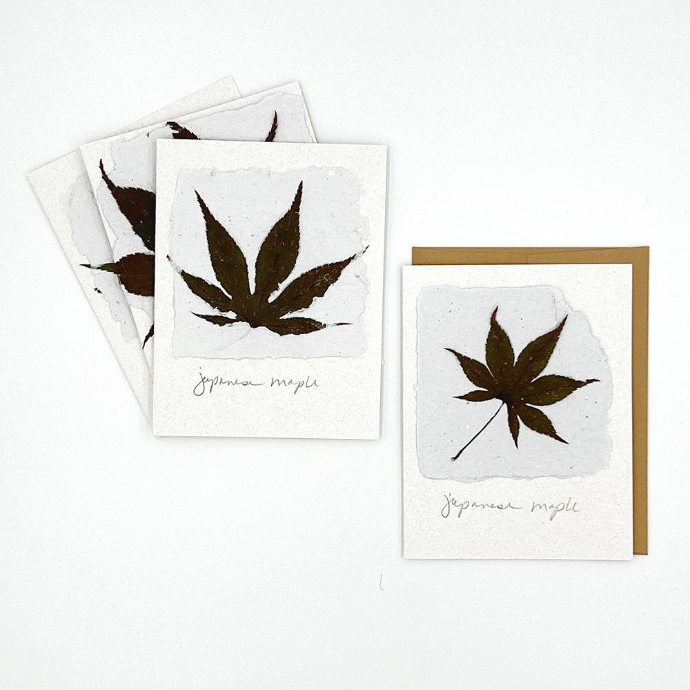 Black Eyed Suzie Designs Pack of Four Cards and Envelopes- Japanese Maple Leaves