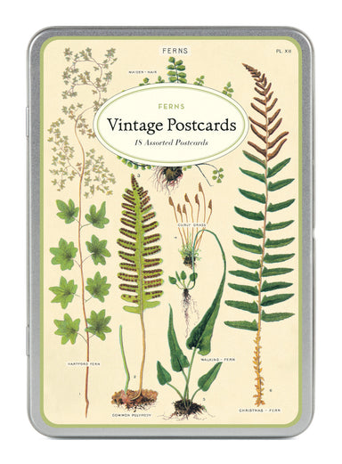 Ferns Vintage Postcards by Cavallini & Co. measure approximately 3 7/8 by 5 3/4 inches and are perfect for everyday correspondence.
