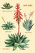 Cacti & Succulents Vintage Postcard set features reproductions of vintage botanical images. 