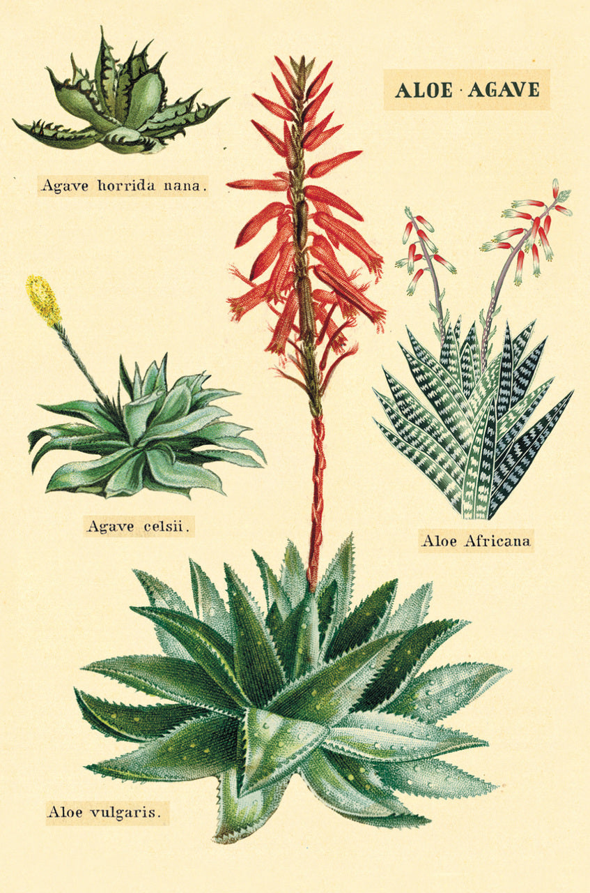 vintage succulent prints Cacti & Succulents Vintage Postcards by Cavallini & Co. — Two Hands Paperie