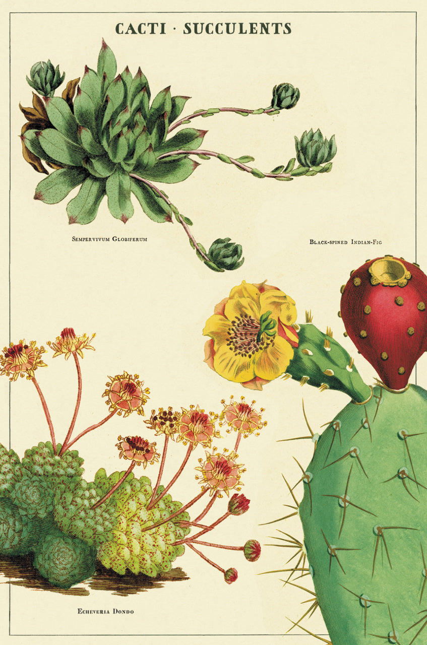vintage succulent illustration Cacti & Succulents Vintage Postcards by Cavallini & Co. — Two Hands Paperie
