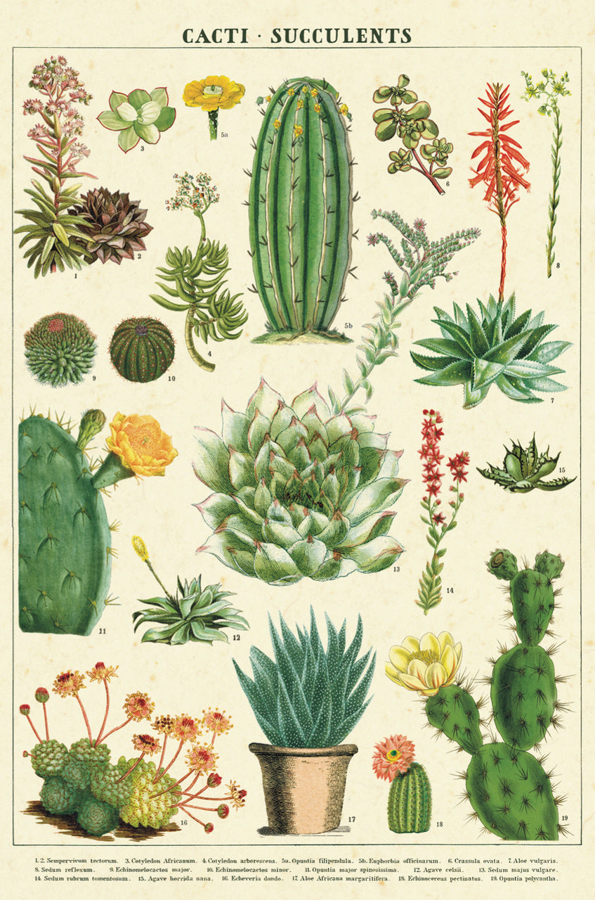 succulent postcards Cacti & Succulents Vintage Postcards by Cavallini & Co. — Two Hands Paperie