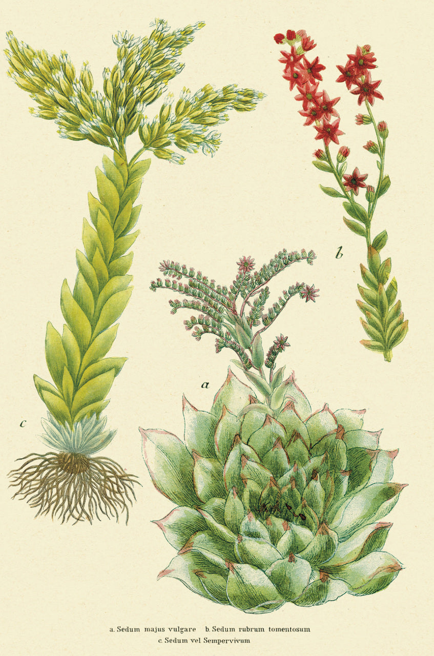 vintage succulent Cacti & Succulents Vintage Postcards by Cavallini & Co. — Two Hands Paperie