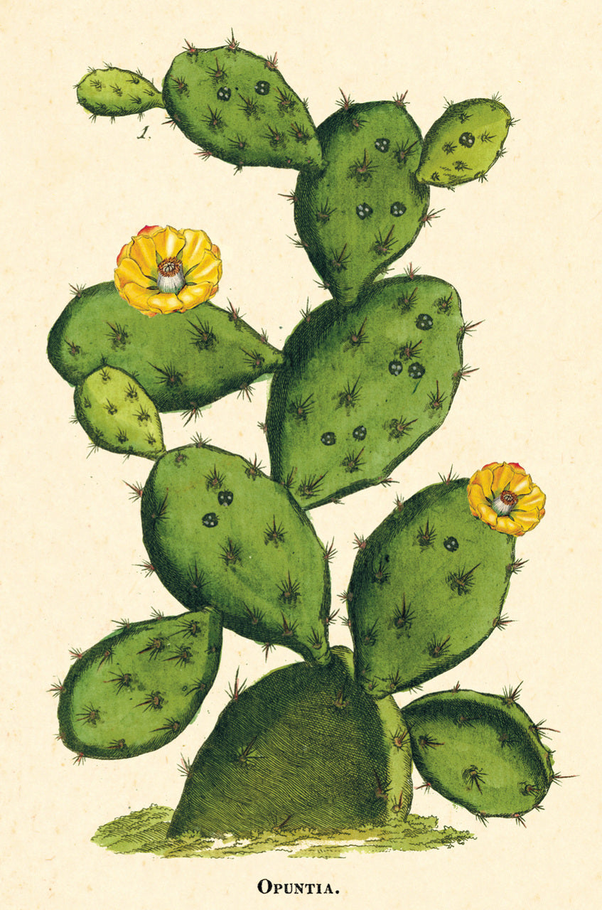 vintage succulents Cacti & Succulents Vintage Postcards by Cavallini & Co. — Two Hands Paperie
