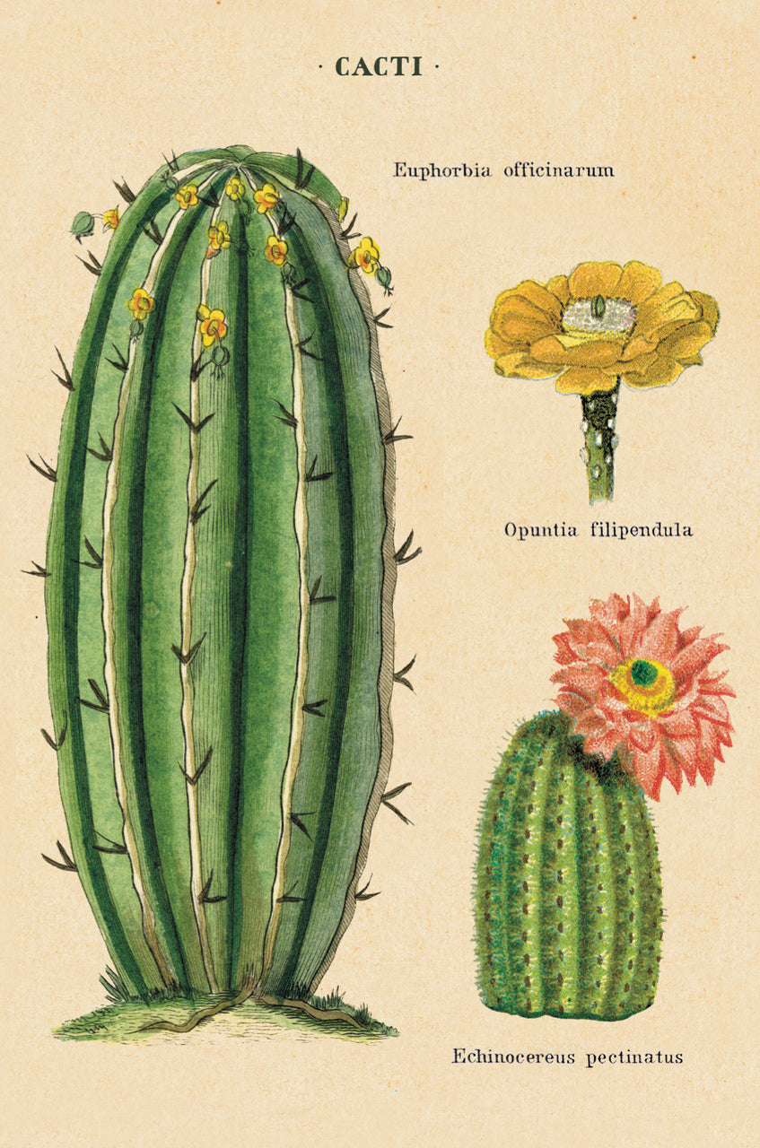 succulent postcards Cacti & Succulents Vintage Postcards by Cavallini & Co