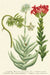 Cacti and Succulents are one of Cavallini's favorite design themes. 