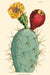 Cacti  & Succulents Vintage Postcards are new for 2018. 

