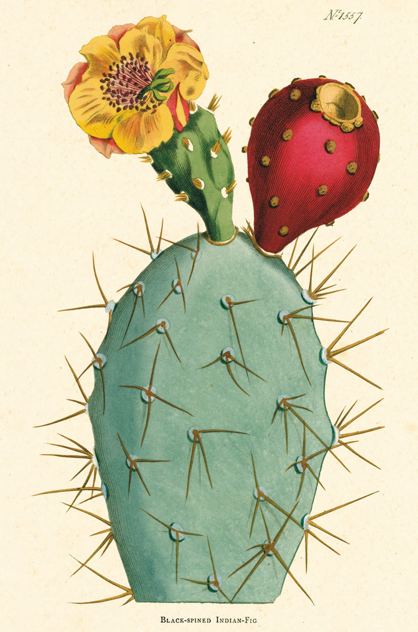 Cacti  & Succulents Vintage Postcards are new for 2018. 

