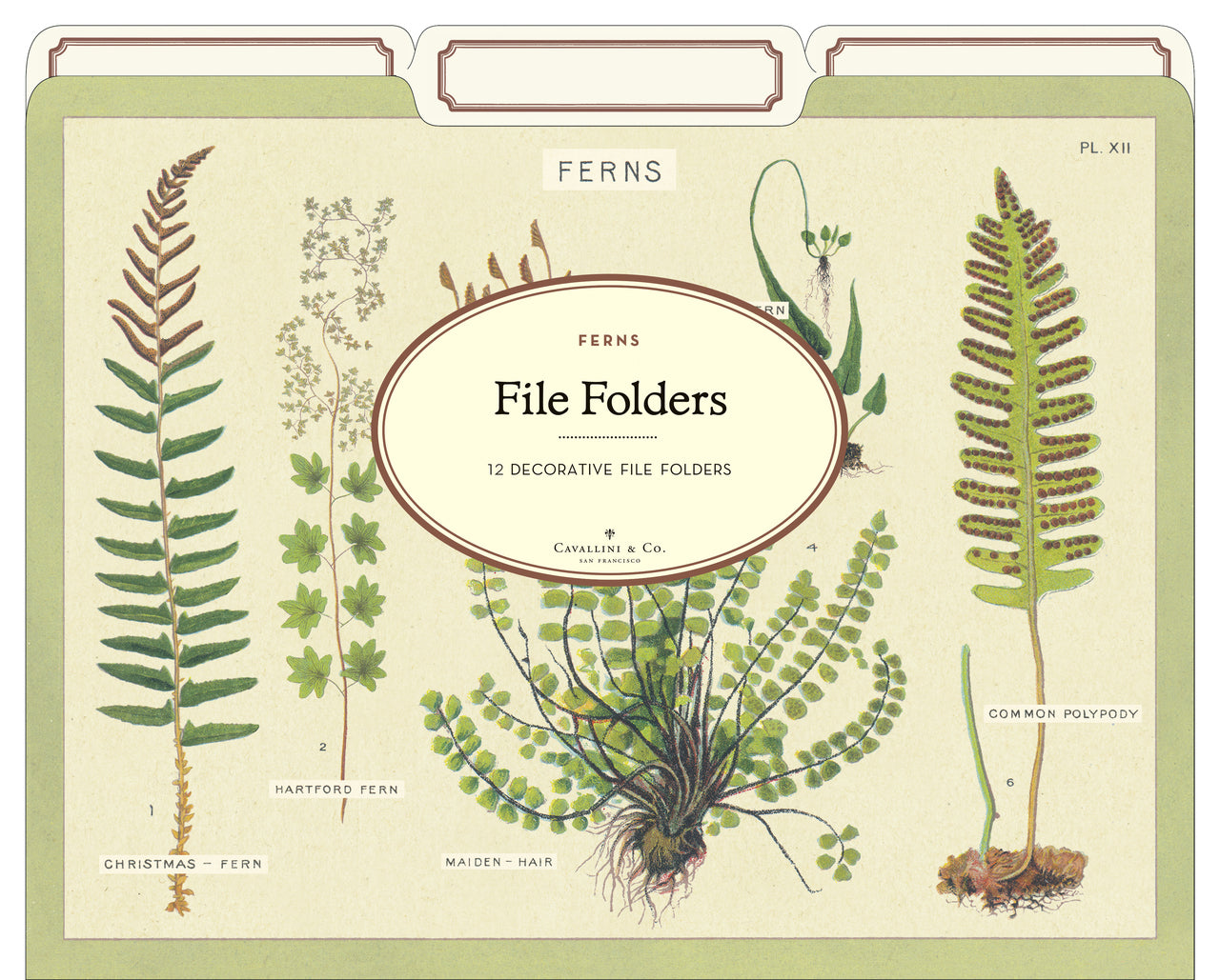 If you enjoy Cavallini's other floral themed file folders such as Succulents, Wildflowers, or Botany, then their new Fern File Folder set is for you. 