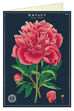 Cavallini & Co. Botany Series- Peony Blank Single  Greeting Card