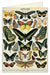 Cavallini & Co. Butterfly Blank Single Greeting Card