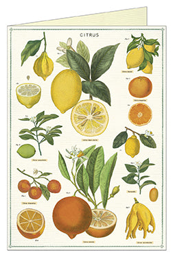 Cavallini & Co. Citrus Single Greeting Card