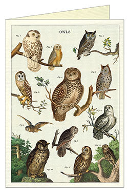 Cavallini & Co. Owl Chart Single Blank Card