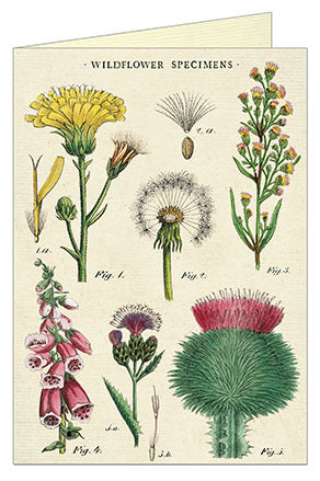 Cavallini & Co. Wildflowers Blank Single Greeting Card