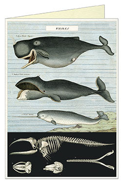 Cavallini & Co. Vintage Whales Single Blank Card