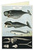 Cavallini & Co. Vintage Whales Single Blank Card