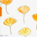 Drawing – A Path to Daily Meditation Online Class repeated drawing of ginko leaf with orange watercolor added.