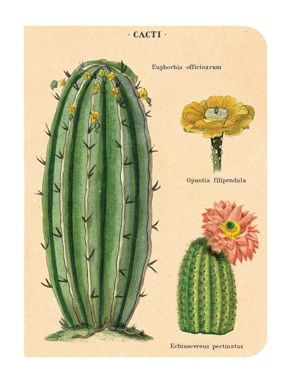 Opuntias, agaves, and aloes are all featured in Cavallini's succulents notebook set. 