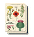 The Cavallini Wildflowers Mini Notebook Set is a new design for 2018. Set contains three notebooks with different botanical images on the covers. 