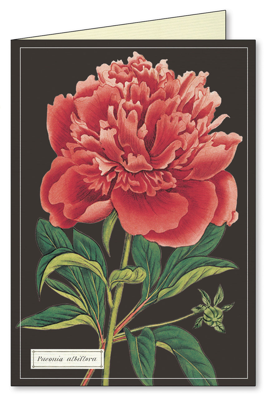 Cavallini & Co. Botanica Boxed Notecards