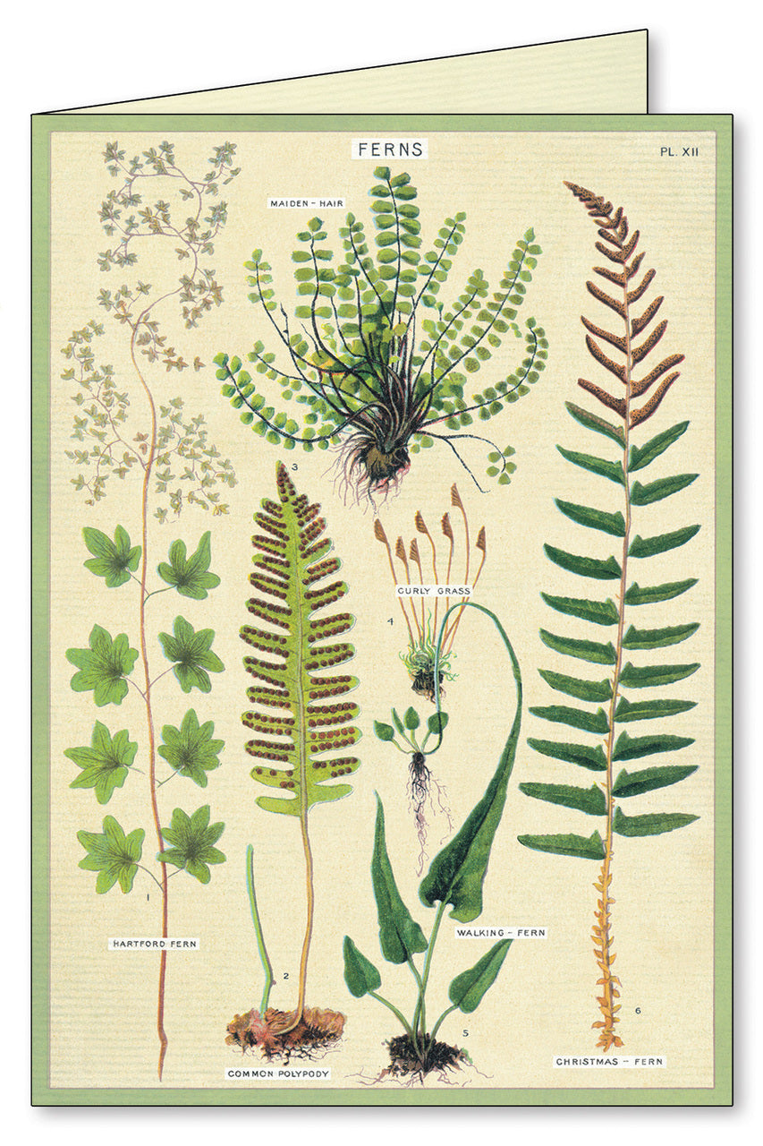 Cavallini & Co. Ferns Boxed Notecards feature delicate and beautiful vintage fern images.