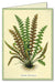 Ferns Boxed Notecards are sure to please! 