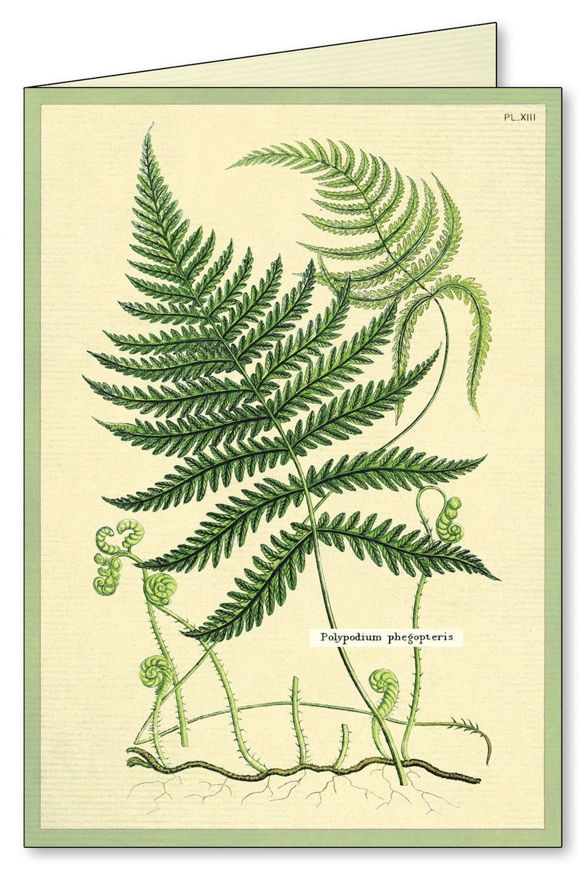 Cavallini & Co. Ferns Boxed Notecards