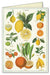 Citrus notecard features bright and beautiful vintage images of citrus fruits, leaves and stems.