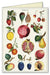 Jardin set include 2 Fruits notecards complete with pomegranates, figs, strawberries, pears and more. 