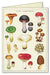 Colorful fungi notecard.
