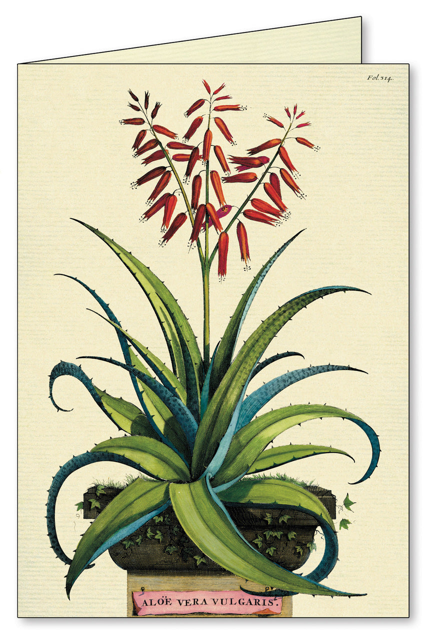 Aloe vera succulents notecard.
