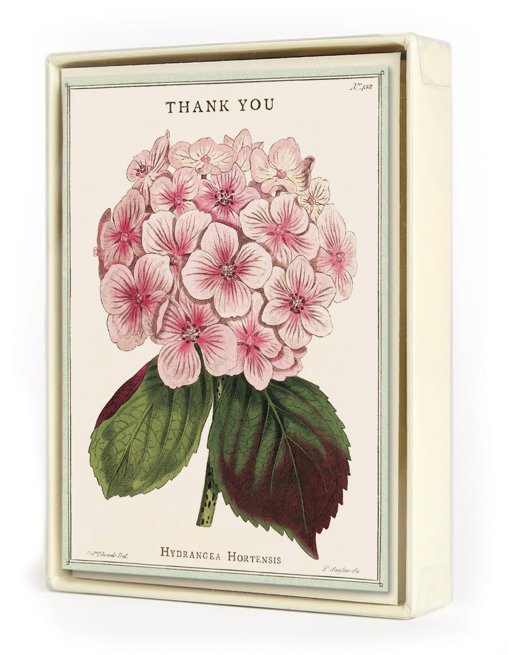 Cavallini & Co. Hydrangea Boxed Thank You Cards