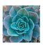  Each image captures sometimes delicate but always fascinating structural elements of a selection of beautiful succulents. 