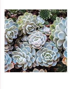succulent notecards Succulent Garden Notecards — Two Hands Paperie